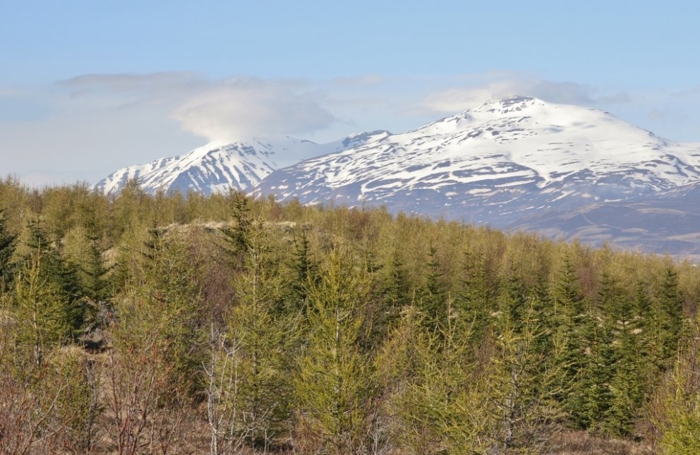 Ungur nytjaskógur við Eyjafjörð skreyttur sjálfsánu birki og víði. Kaldbakur í baksýn. Mynd: Pétur H…