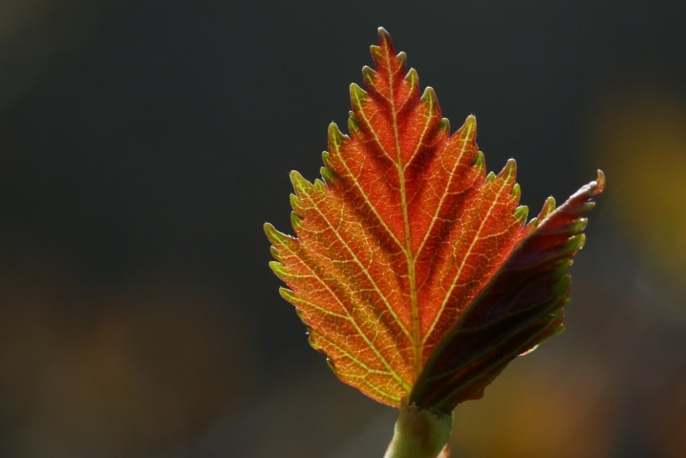 Nýsprottið lauf á hengibjörk.