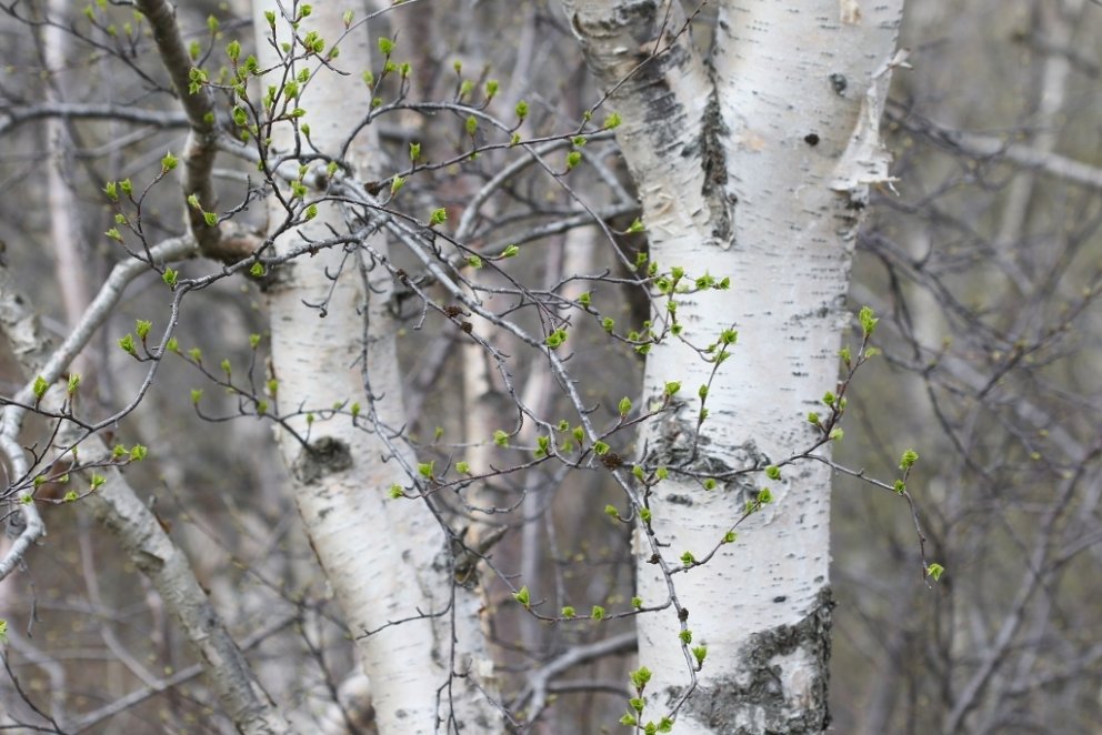 Ósvikið hvítstofna Vaglabirki að laufgast.
