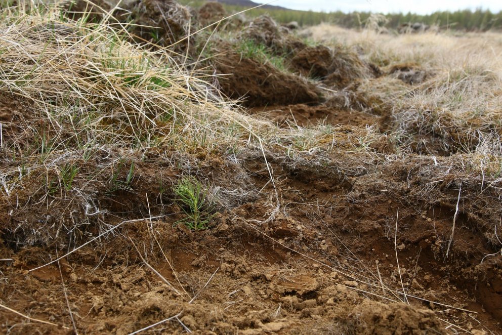 Nýgróðursett stafafura í jarðunnu landi. Ljósmynd: Pétur Halldórsson