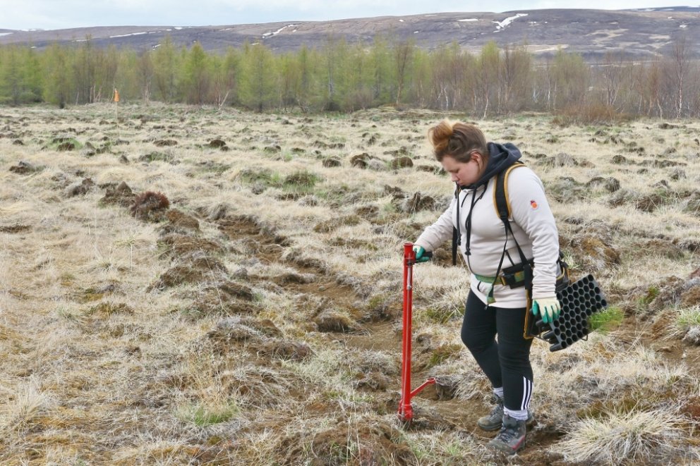 Erna Sigrún Valgeirsdóttir gróðursetur stafafuru af sænska frægarðayrkinu Opphala í jarðunnið land á…