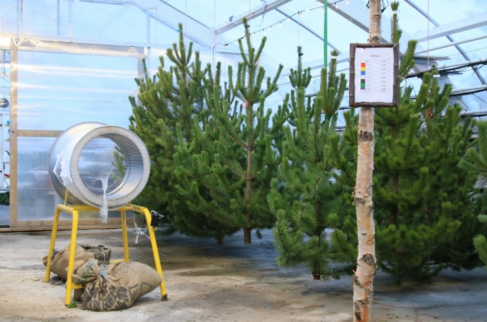 Stafafura er vinsælasta íslenska jólatréð, ilmar vel og heldur barrinu örugglega fram yfir jólin. My…