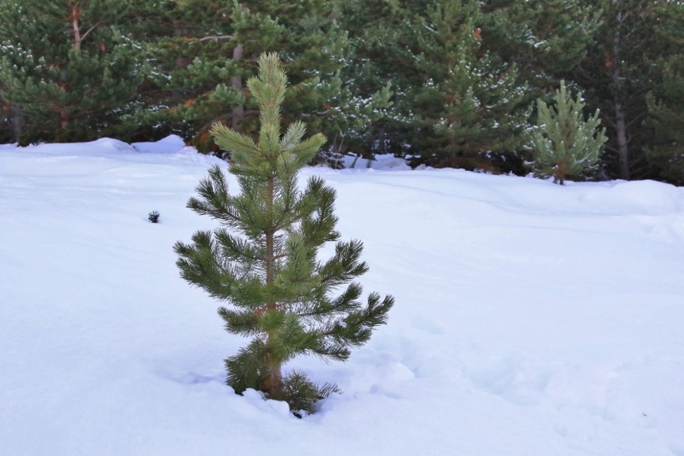 Ung stafafura í Laugalandsskógi á Þelamörk. Stafafura er vinsælasta íslenska jólatréð og getur vel l&hellip;