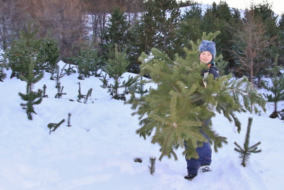 Æ fleiri fjölskyldur líta á það sem ómissandi þátt í jólaundirbúningnum að fara í skóg og fella sitt&hellip;