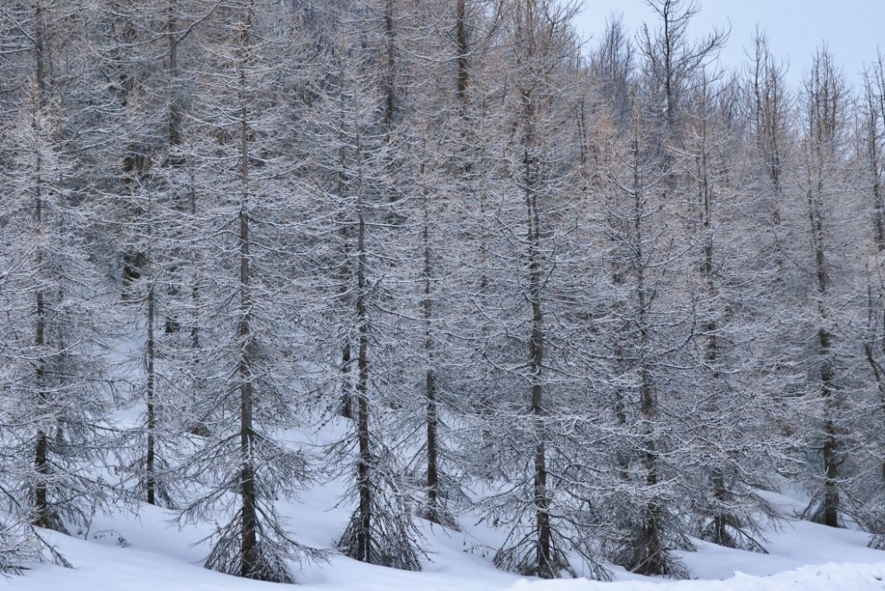 Ungur lerkiskógur er uppvaxandi viðarauðlind en getur líka verið gjöfult og sjálfbært beitiland fyri&hellip;