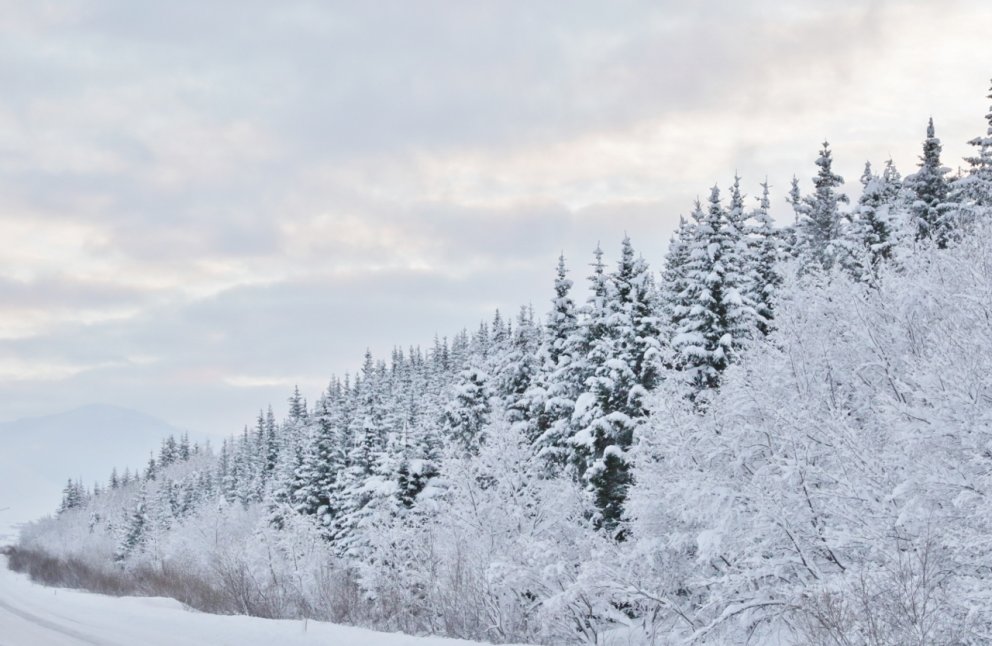 Sitkabastarður í Eyjafirði. Mynd: Pétur Halldórsson.