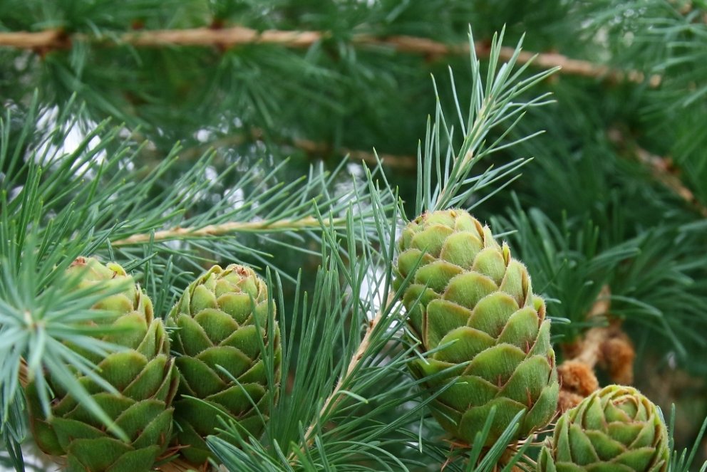 Könglar á evrópulerki í Fræhúsinu á Vöglum.