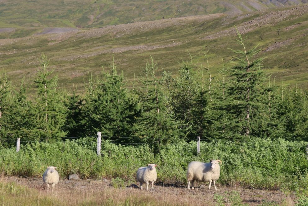 Landssamtök sauðfjárbænda stefna að kolefnisjöfnun sauðfjárræktarinnar fyrir 2022. Má gera því skóna&hellip;
