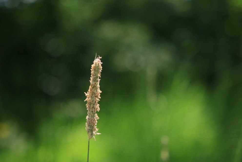 Háliðagras. Ljósmynd: Pétur Halldórsson