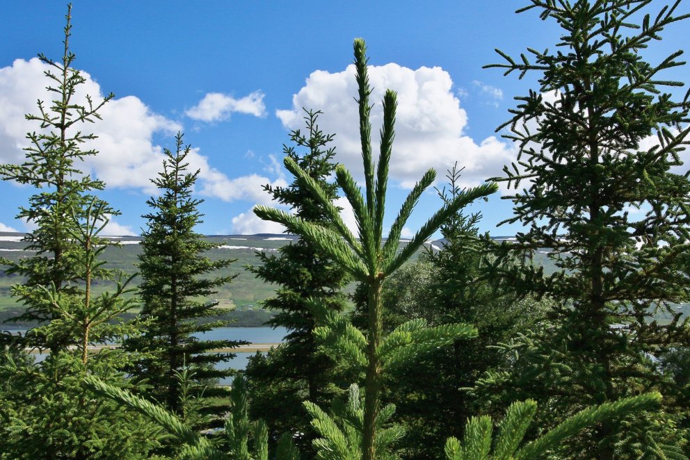 Ef ráðist er í skráð og samningsbundin kolefnisverkefni með nýskógrækt og allt ferlið vottað af lögg…