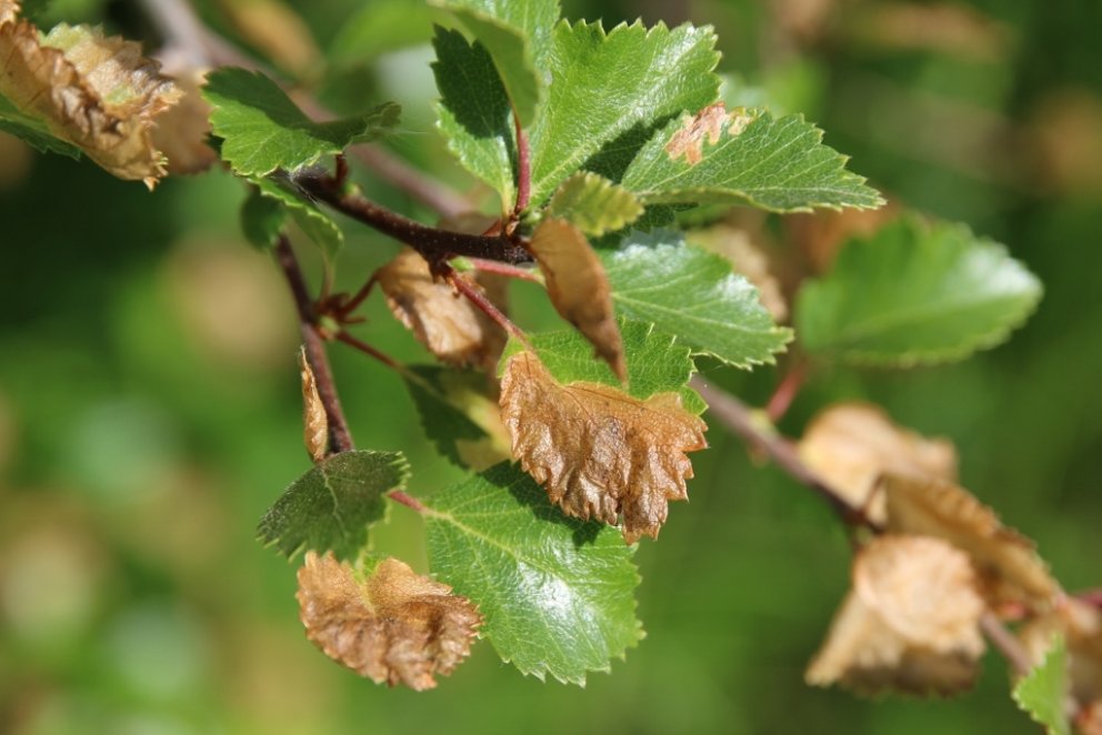Birkikemba hefur verið að breiðast út um landið undanfarin ár. Lirfan fer inn í laufblaðið sem skorp…