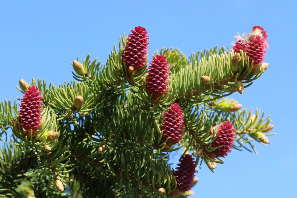 Heimskra manna ráð væru að mæla með skógrækt til að réttlæta áframhaldandi mengun, hvað þá til að au…