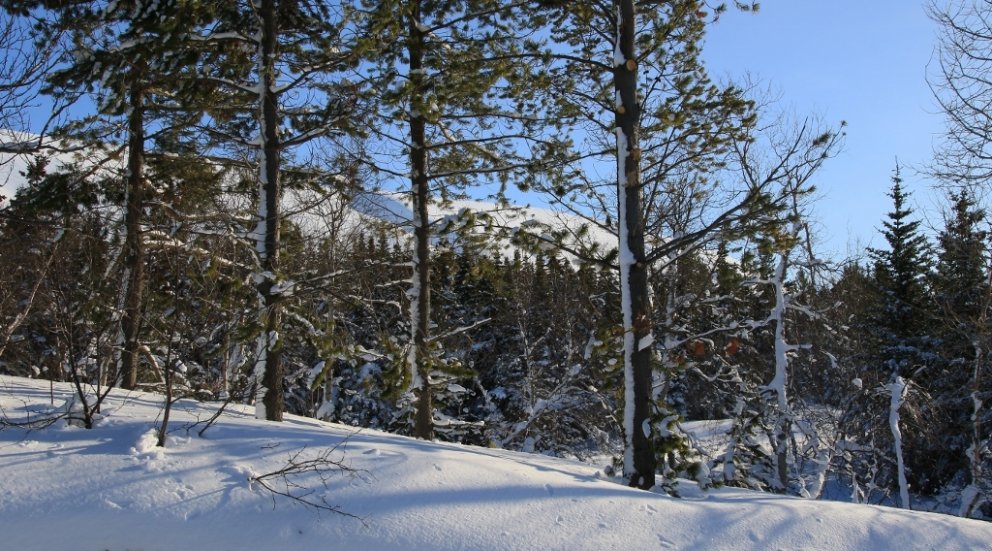 Stafafura og rauðgreni í Vaglaskógi í febrúar 2016. Mynd: Pétur Halldórsson.