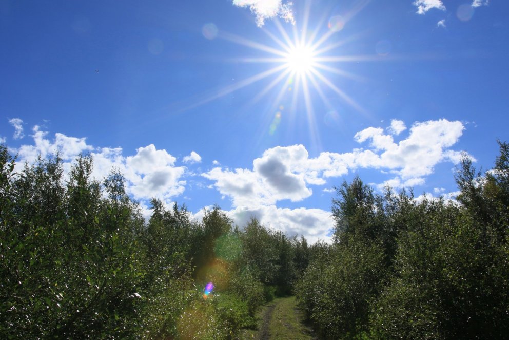 Sumar og sól í íslenskum skógi. Ljósmynd: Pétur Halldórsson