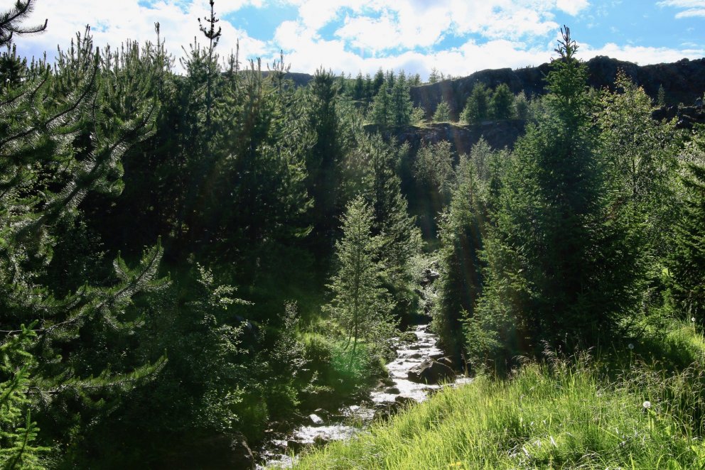 Fjölbreyttur nytjaskógur er mjög auðugt vistkerfi og fóstrar mikla líffjölbreytni. Ræktun slíks skóg…