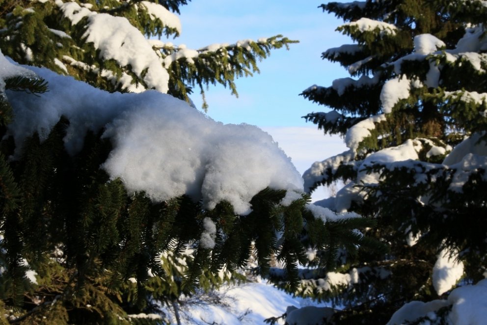 Snjór á rauðgreni.