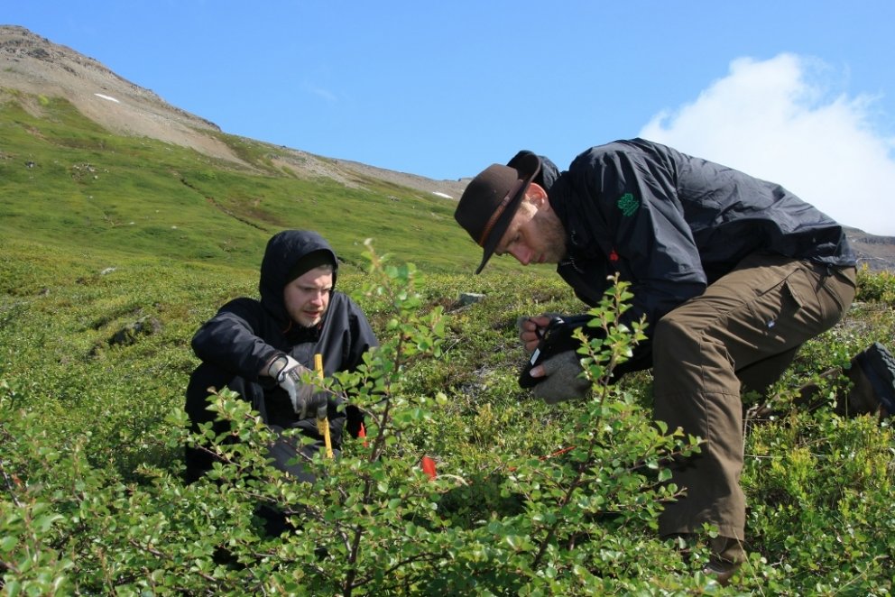 Oft þarf að beygja sig við rannsóknir á íslenska birkinu. Ellert Arnar Marísson skógfræðinemi og Bjö…