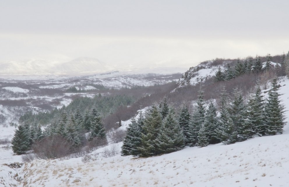 Efnilegt sitkagreni í Litla-Skarði í Borgarfirði.