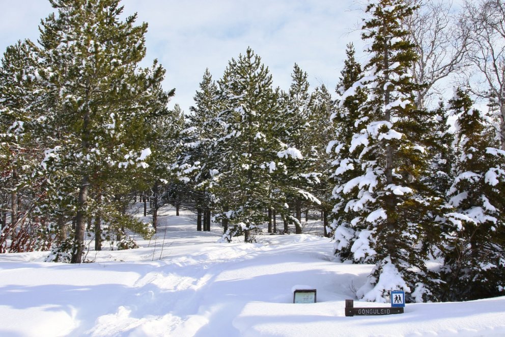 Vaglaskógur fangar snjóinn og heldur honum vel fyrir skíðafólkið. Ljósmynd: Pétur Halldórsson