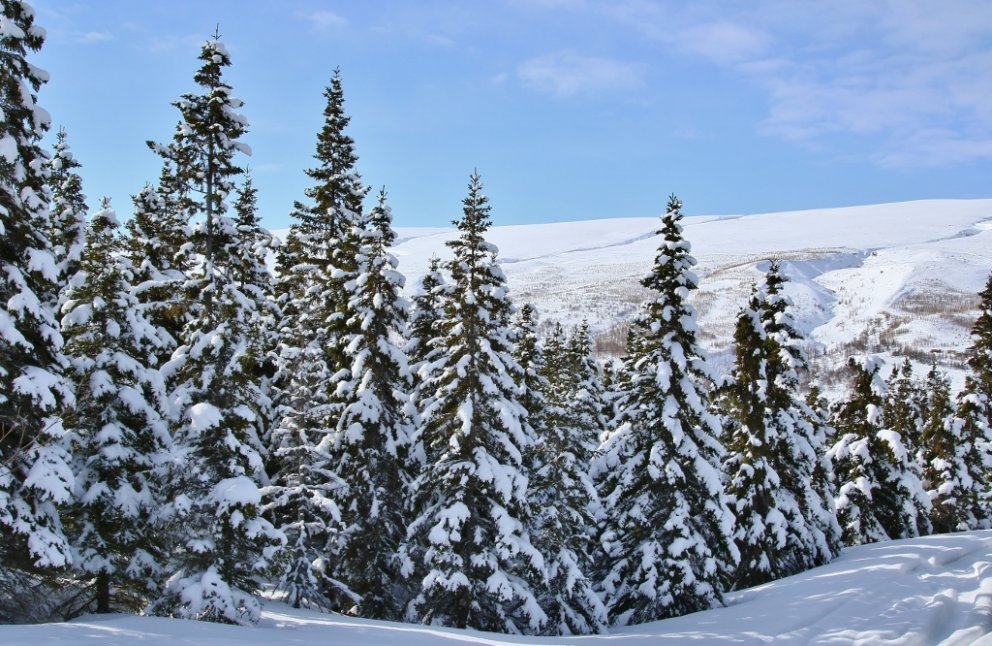 Markmið og stefna nýrrar skógarstofnunar að mótast