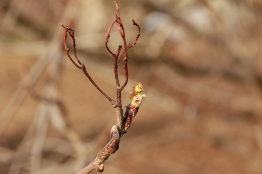 Þessi sproti á ilmreynitré við Spítalaveg á Akureyri ætlar að verða að blómi og brosti móti sólu mið…