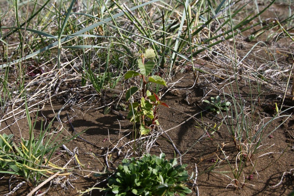 Ljósmynd: Pétur Halldórsson