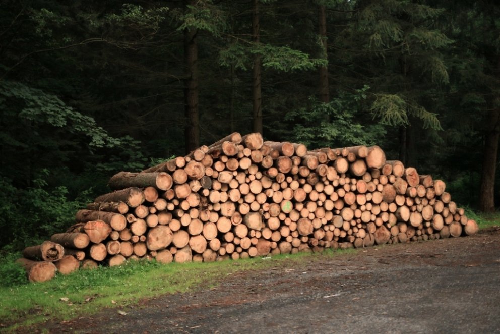 Stæða af rauðgrenibolum úr þýskum skógi.