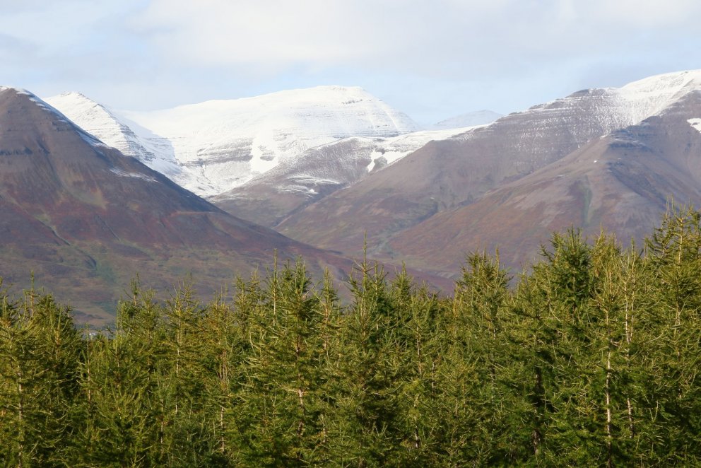 Skógur í íslenskri sveit. Ljósmynd. Pétur Halldórsson