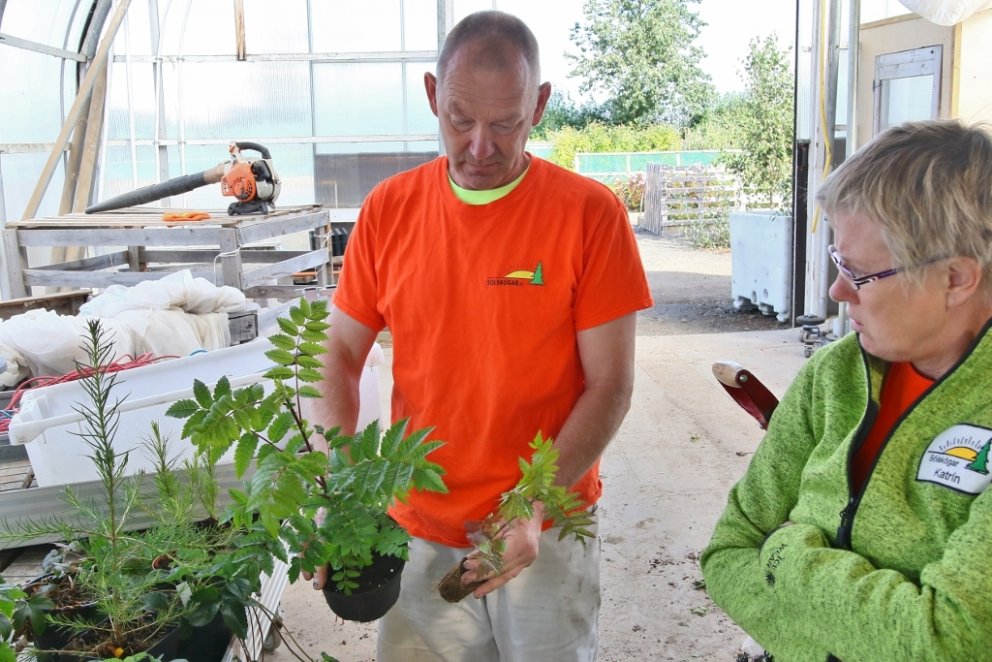Hér heldur Gísli á reyniviðarplöntum. Sú sem sést til vinstri er í moltublöndu og er áberandi dökkgr&hellip;