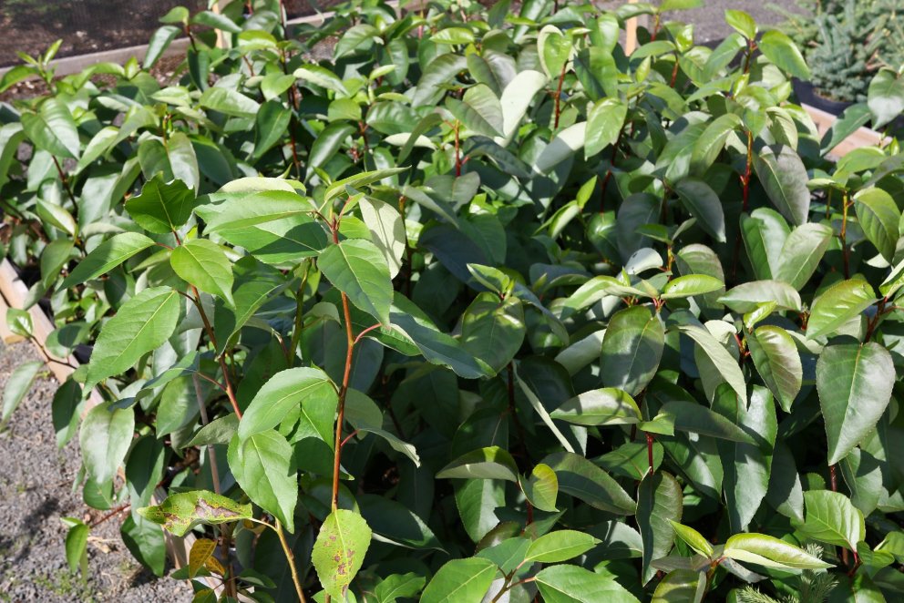 Alaskaösp í uppeldi. Ljósmynd: Pétur Halldórsson