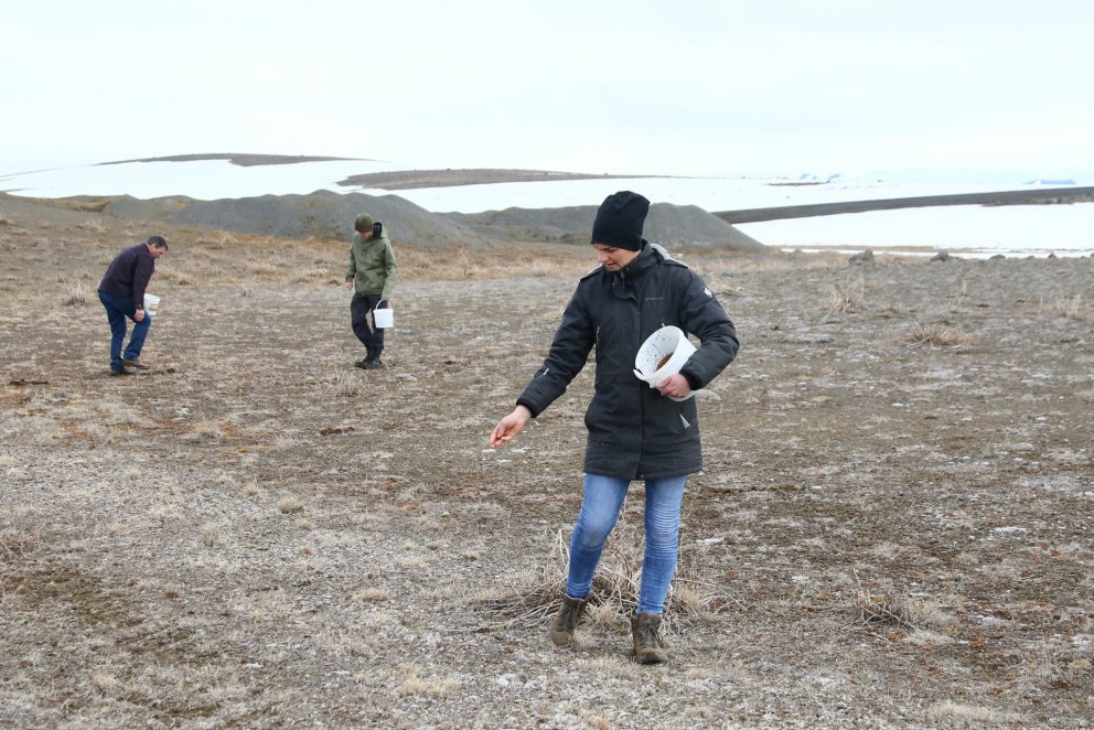 Birkifræinu var dreift á svæði á Hólasandi þar sem áður hafði verið dreift gori til áburðar. Til að …