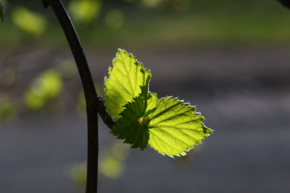 Ljósmynd: Pétur Halldórsson