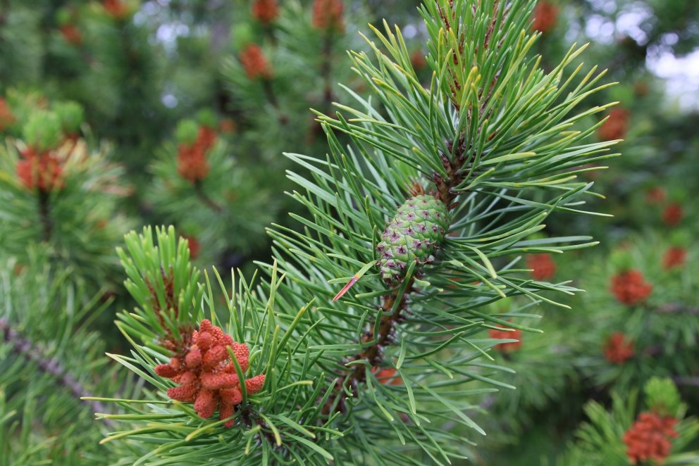 Stafafura er ein þeirra tegunda sem unnið er að kynbótum á til ræktunar við íslenskar aðstæður. Ljós…