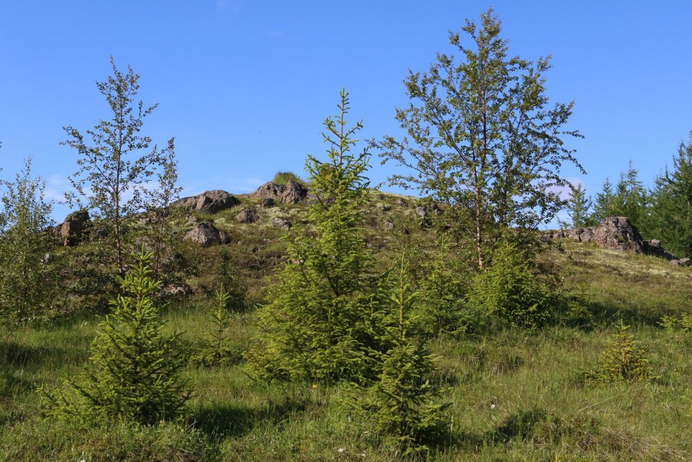 Ljósmynd: Pétur Halldórsson