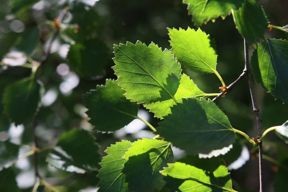 Birki er frumherjaplanta og dugleg að mynda fræ. Með því að koma fræi á ný svæði þar sem ekki er fræ…