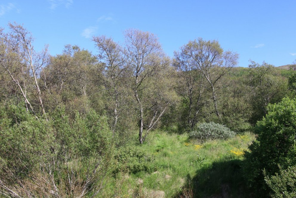 Birkið í Hallormsstaðaskógi og víðar á Héraði er brúnleitt af biti haustfeta og tígulvefara. Ljósmyn…