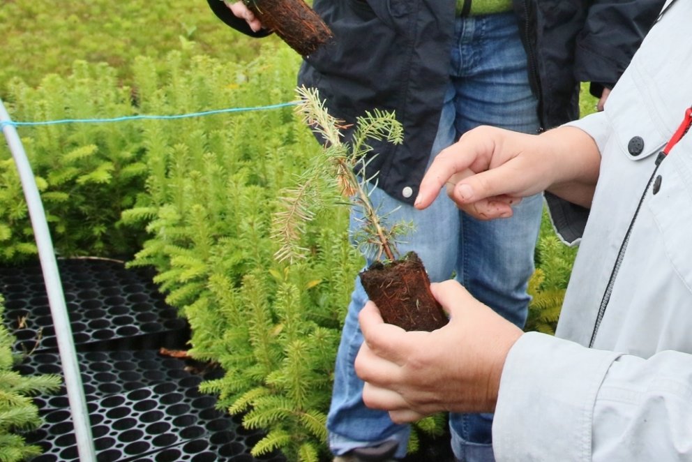 Þinplanta með einkenni svepprótarsýkingar. Phytophthora cactorum er rótarsveppur sem verið hefur til…