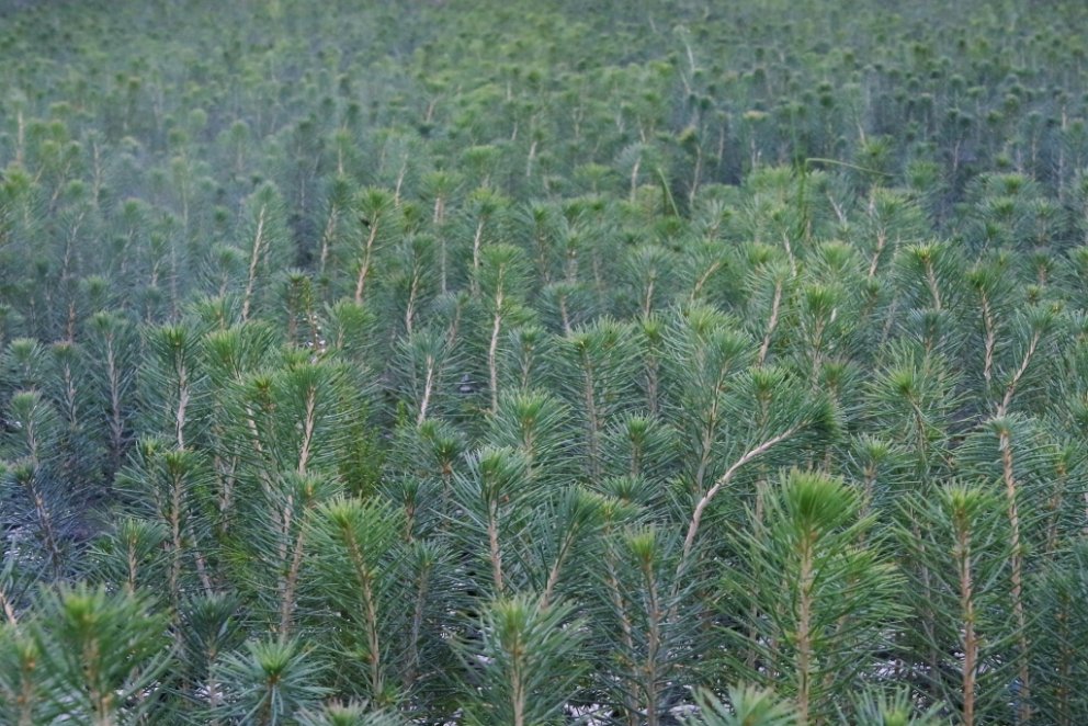 Skógarplöntur í uppeldi.