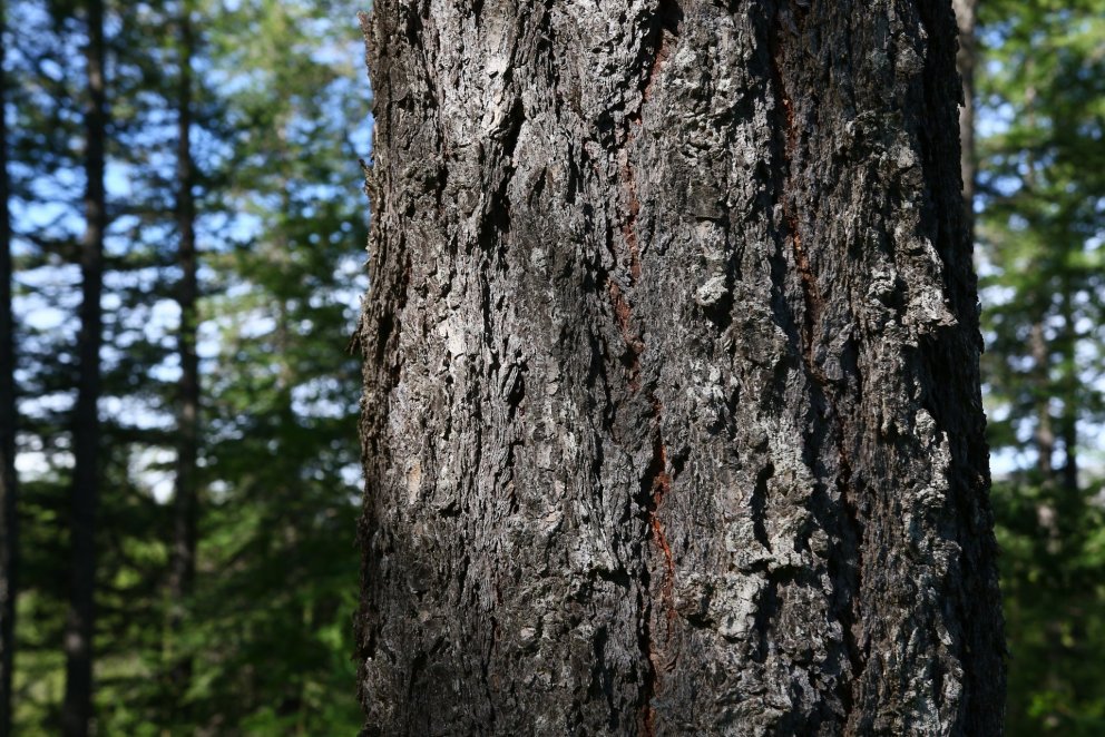 Úr íslenskum skógi. Ljósmynd: Pétur Halldórsson