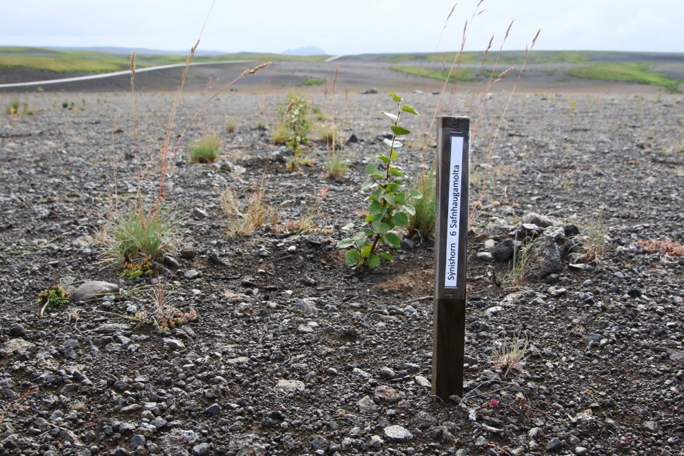 Safnhaugamolta sem unnin er úr garðaúrgangi lofar mjög góðu við trjárækt á örfoka landi eins og Hóla…