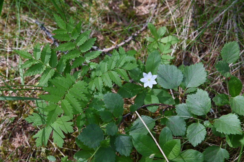 Reyniviður, sjöstjarna og birki í Hallormsstaðaskógi. Ljósmynd: Pétur Halldórsson