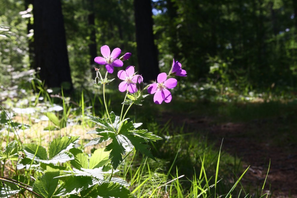 Ljósmynd: Pétur Halldórsson
