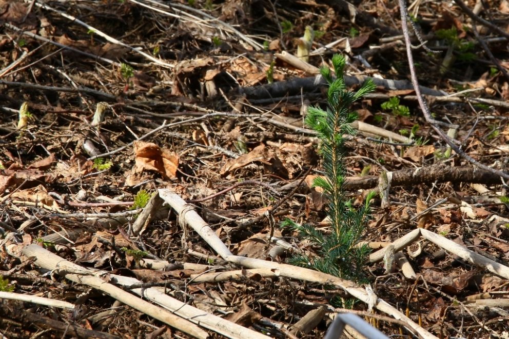 Nýgróðursett sitkagreni. Mynd: Pétur Halldórsson