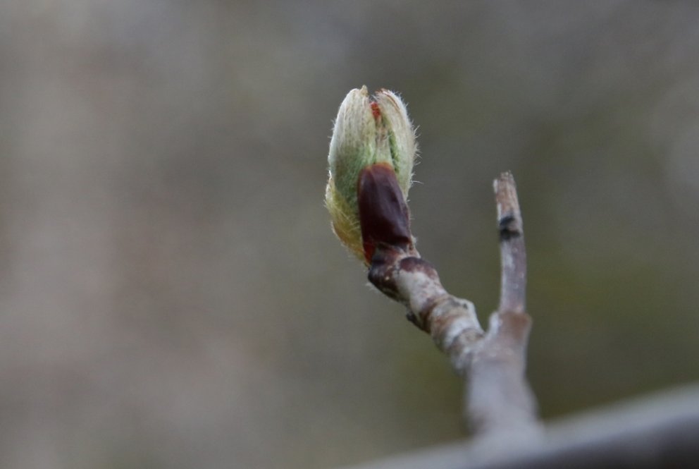 Ilmreynir laufgast. Mynd: Pétur Halldórsson