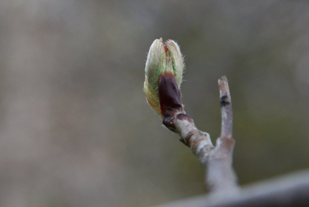 Reyniviður vaknar til lífsins. Ljósmynd: Pétur Halldórsson