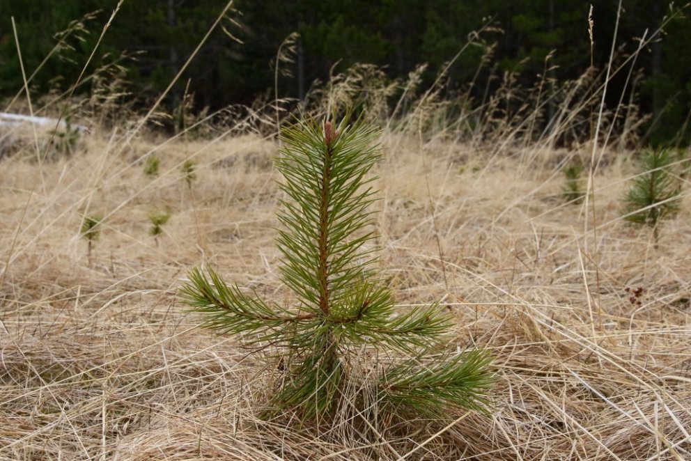 Ung stafafura í góðum vexti. Mynd: Pétur Halldórsson.