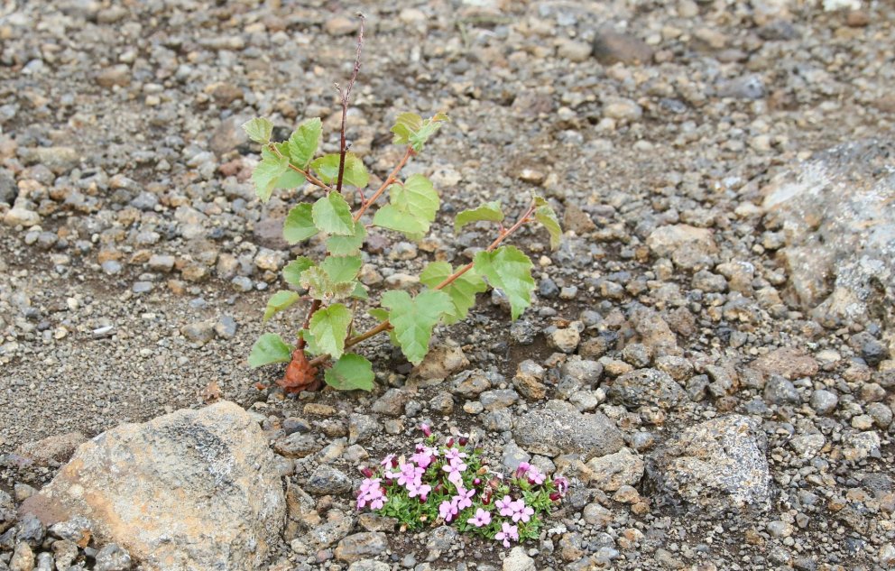 Birkiplanta og lambagras á eyðisandi. Ljósmynd: Pétur Halldórsson