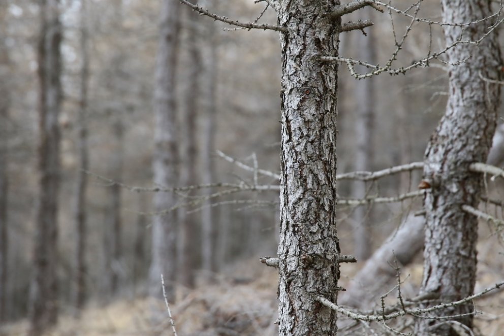 Börkurinn á lerkitrjám brennur illa og veitir því vörn gegn eldi. Rækta má nokkurs konar eldvegg með…