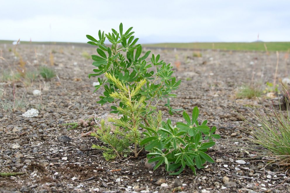 Lúpína með lerki á Hólasandi. Ljósmynd: Pétur Halldórsson