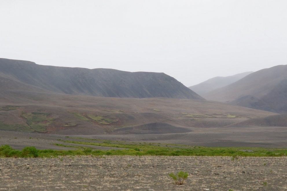 Lúpína hefur grætt upp stór svæði á Hólasandi í Suður-Þingeyjarsýslu og um leið eflist lífríkið á ný…